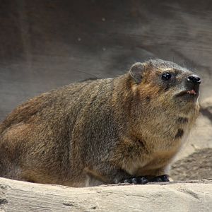 rock hyrax (Procavia capensis) 2013