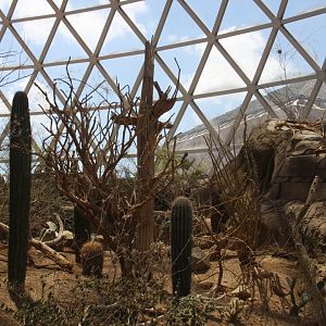 inside the Desert Dome 2013