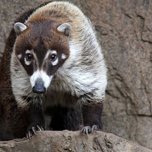 white-nosed coati (Nasua narica) 2013