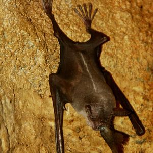 greater bulldog bat or fisherman bat (Noctilio leporinus) 2013