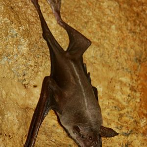 greater bulldog bat or fisherman bat (Noctilio leporinus) 2013