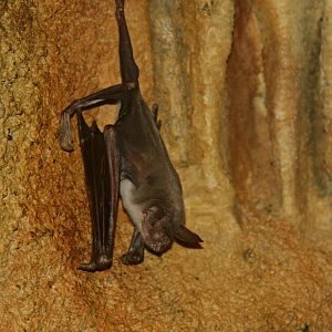 greater bulldog bat or fisherman bat (Noctilio leporinus) 2013