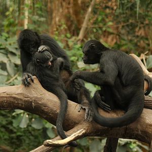 Black spider monkeys (Ateles fusciceps) 2013