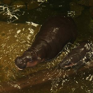 pygmy hippopotamus (Choeropsis liberiensis) 2013