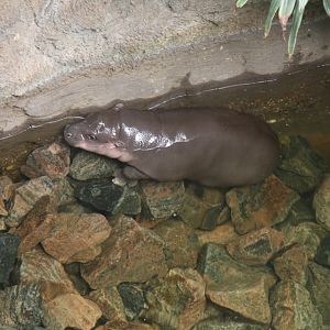 pygmy hippopotamus (Choeropsis liberiensis) 2013