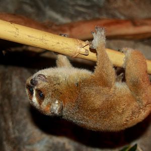 pygmy slow loris (Nycticebus pygmaeus) 2013
