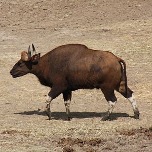 gaur (Bos gaurus) 2013
