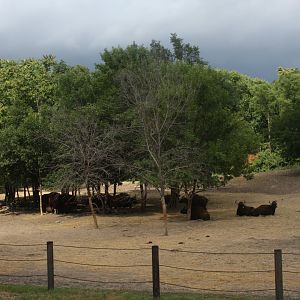 gaur (Bos gaurus) exhibit 2013