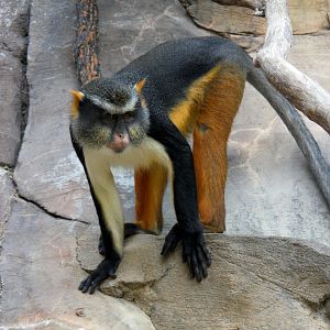 Wolf's mona monkey (Cercopithecus wolfi) 2013