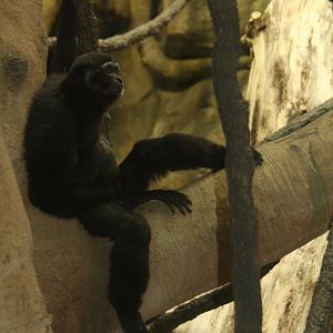 agile gibbon (Hylobates agilis) 2013