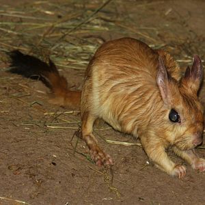South African springhaas (Pedetes capensis) 2013