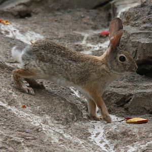 desert cottontail (Sylvilagus audubonii) 2013
