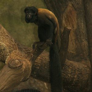 Red-backed bearded saki (Chiropotes chiropotes) 2013