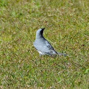Black-faced cuckoo-shrike