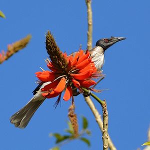 Noisy friarbird