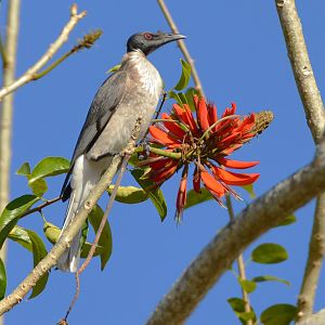 Noisy friarbird on Flame tree.