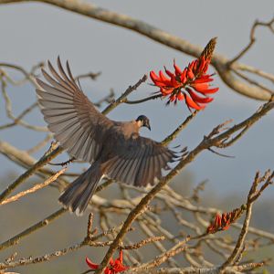 Noisy friarbird.
