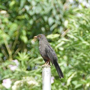 Great Thrush