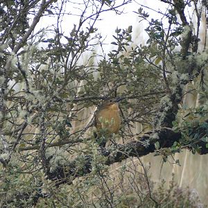 Western Tawny Antpitta