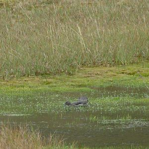 Andean Teal
