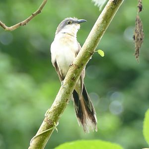 Black-billed Cuckoo