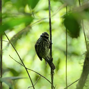 Northern Streaked Flycatcher