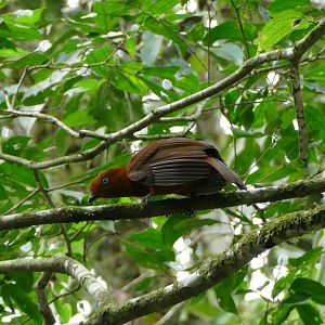 Andean Cock-of-the-rock