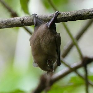 Bat ID