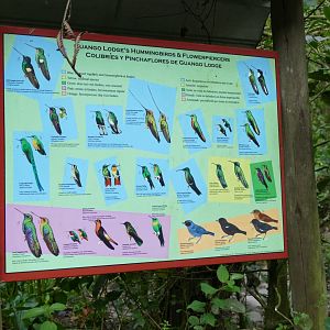 The hummingbirds of Gunago Lodge