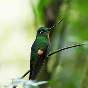 Buff-winged Starfrontlet