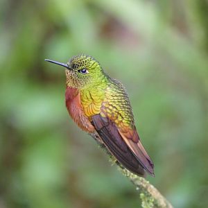 Chestnut-breasted Coronet