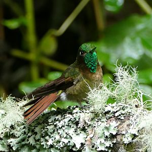 Tyrian Metaltail