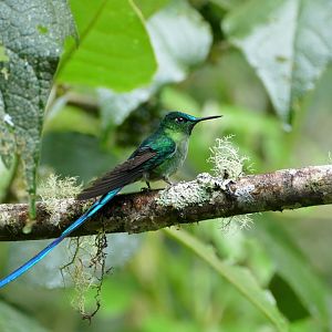 Long-tailed Sylph