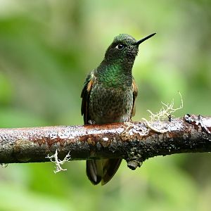 Buff-tailed Coronet