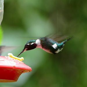 White-bellied Woodstar