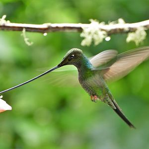 Sword-billed Hummingbird