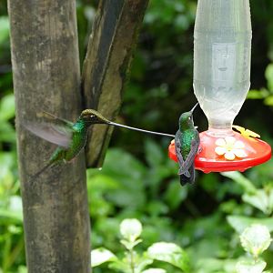 Sword-billed Hummingbird at feeder