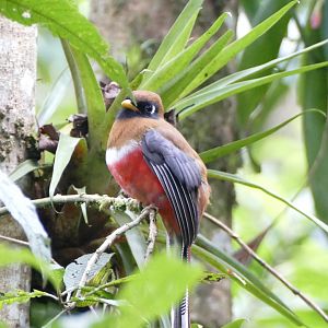 Masked Trogon
