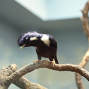 Basilornis celebensis