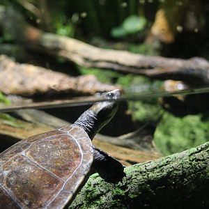 Arrau River Turtle