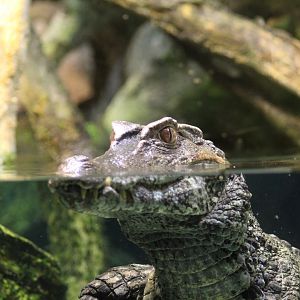 Smooth-Fronted Caiman
