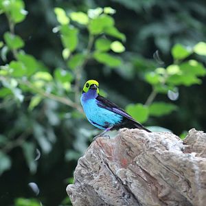 Red-Rumped Paradise Tanager