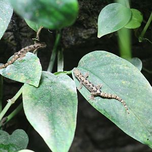 Marbled Bush-Anoles