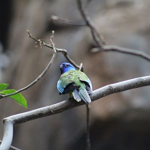 Scarlet-Crested Parrot