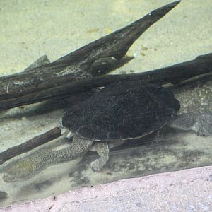 Kimberley Snake-Necked Turtle