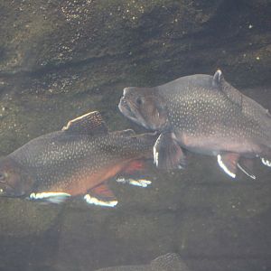 Brook Trout