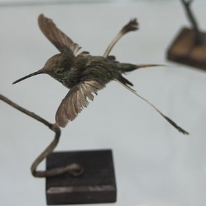 Marvelous spatuletail - Loddigesia mirabilis