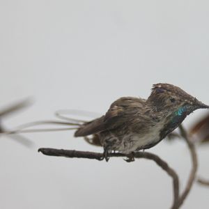 Marvelous spatuletail - Loddigesia mirabilis