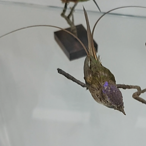 Marvelous spatuletail - Loddigesia mirabilis