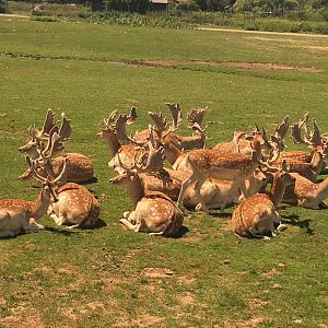 Fallow Deer